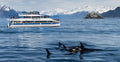 Major Marine Tours