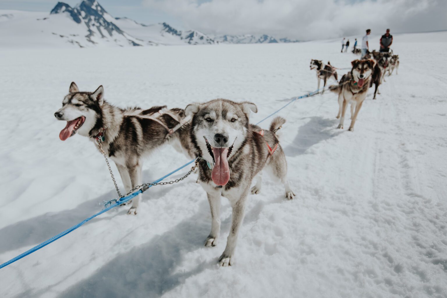 Dog Sledding - Seward Helicopter Tours