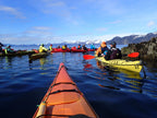 Sea Kayaking - Half Day Resurrection Bay Tour