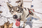 Dog Sledding - Seward Helicopter Tours