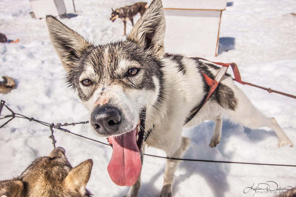 Dog Sledding - Seward Helicopter Tours