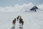 Dog Sledding - Seward Helicopter Tours