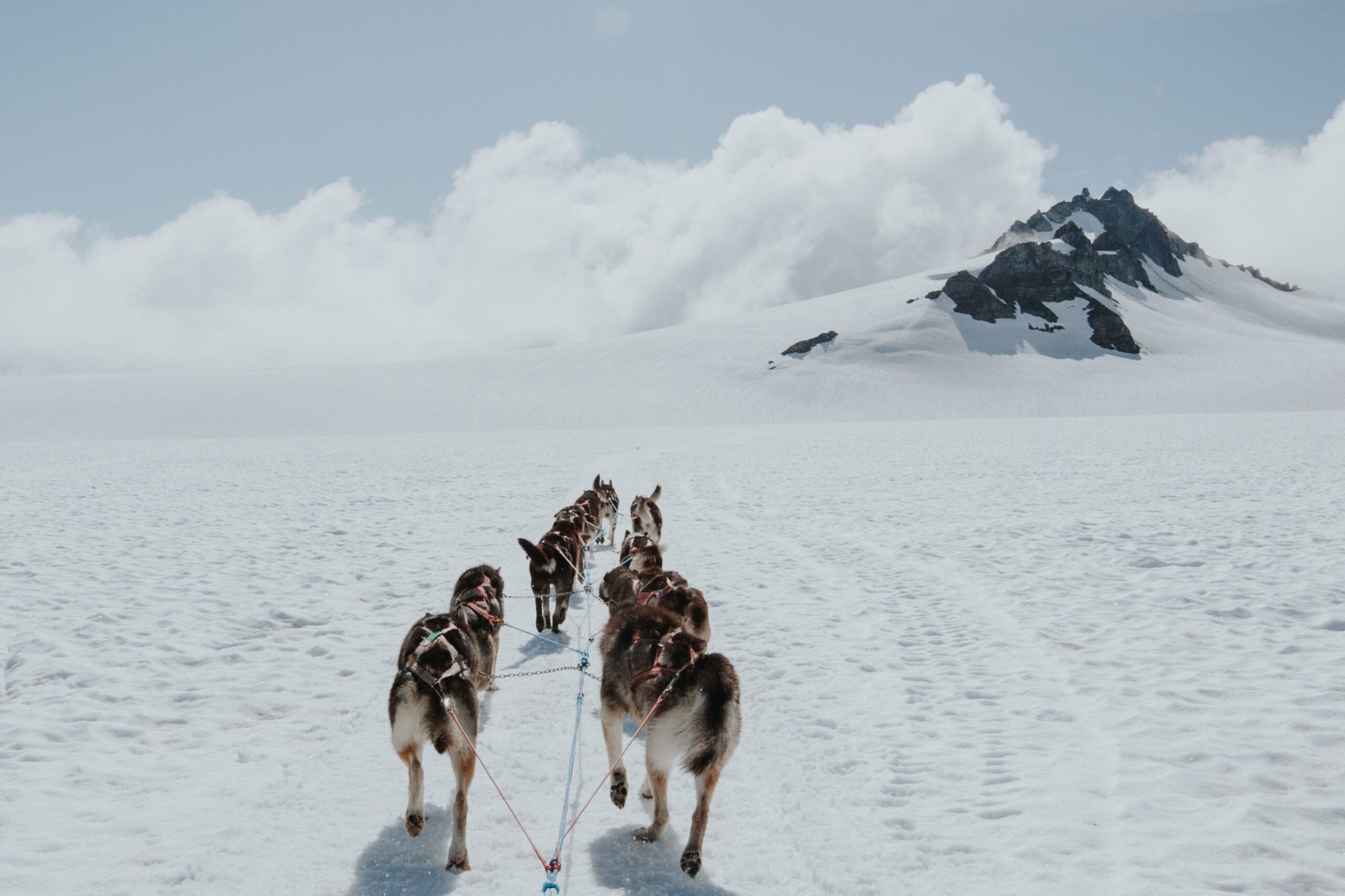 Dog Sledding - Seward Helicopter Tours